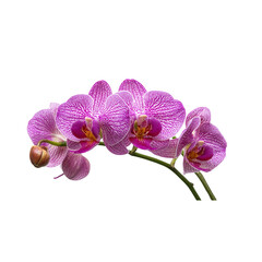 Obraz premium Pink orchid flowers branch isolated on a transparent background