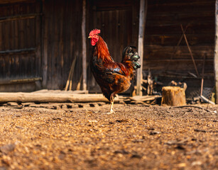 single rooster at the backyard of a farm in a village in Poland © michal812