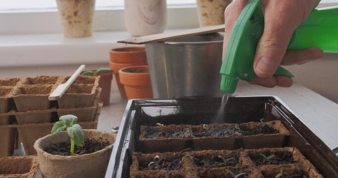Using a green spray bottle to mist young seedlings in biodegradable peat pots for hydration.
