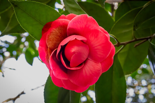 Al&egrave;s, France - 03 20 2026: Camellias de la Prairie Floral Park. Close up shot of colored Camellia flower