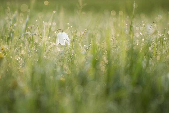 checkered daffodil with morning dew