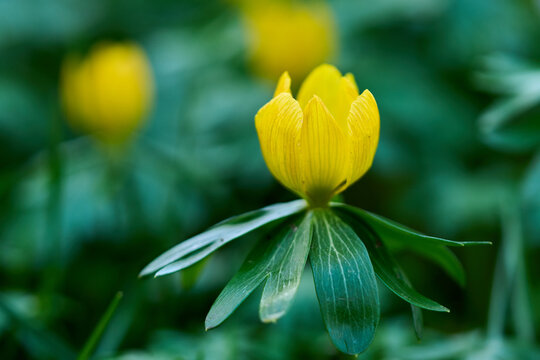 Winterling, Eranthis hyemalis