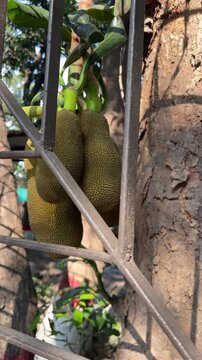 Jackfruits growing on a tree in the city of Dhaka, Bangladesh, showcasing tropical fruit and urban greenery in a South Asian environment