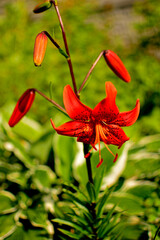 Fototapete bei efototapeten.de bestellen   