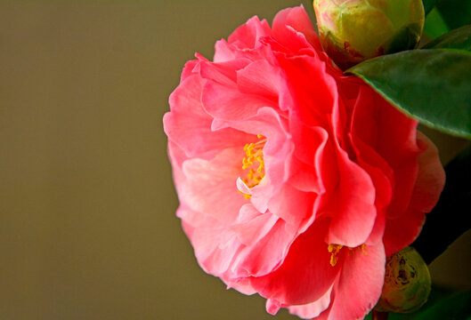 kwitnąca kamielia, r&oacute;żowy kwiat kamelii, Kamelia japońska (Camellia japonica), common camellia, Japanese camellia, Blossoms of pink camellia