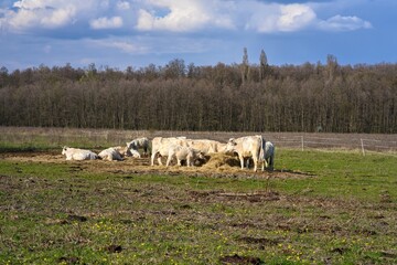 Fototapeta premium Herd of cows and calves grazing in a spring meadow.