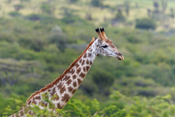 Fototapeta premium Giraffe portrait in African savanna, wildlife close up