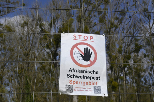 afrikanische schweinepest