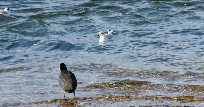 Black-headed gulls (Chroicocephalus ridibundus) float between the ripples of a body of water, pecking here and there at aquatic food in the company of a Eurasian coot (Fulica atra)

