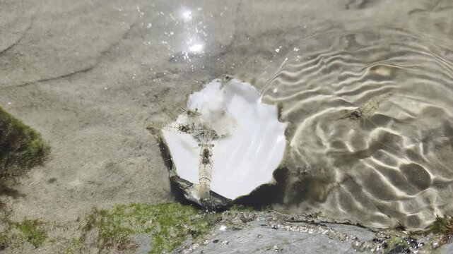 Aerial slow motion pan of shrimp gathering around seashell in shallow tidal pool at daylight