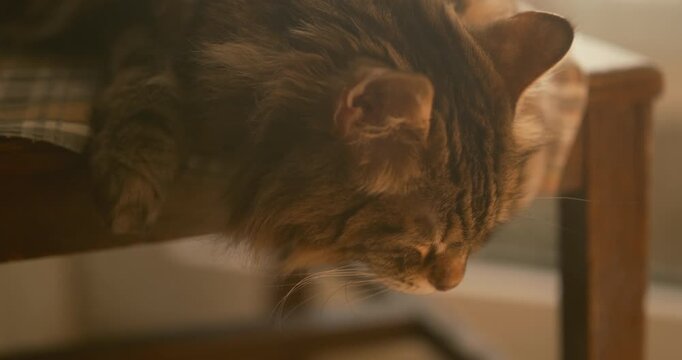 Large fluffy cat sleeping on a chair in warm sunset light. Retro cinematic close-up with soft fur texture and cozy home atmosphere.