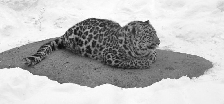 Amur leopard is a leopard subspecies native to the Primorye region of southeastern Russia and the Jilin Province of northeast China.