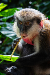 monkey looking at camera © Elliot