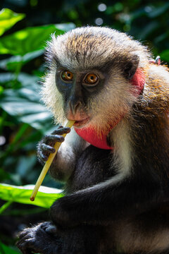 monkey staring at camera