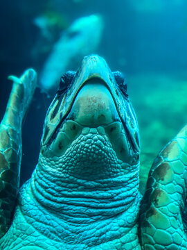 Schwimmende Meeresschildkr&ouml;te von unten im klaren Wasser