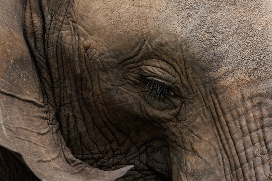 View of the intricate patterns of an elephant's weathered skin surrounding its eye, a testament to time and the harsh African sun, Kruger Park, Mpumalanga, South Africa.