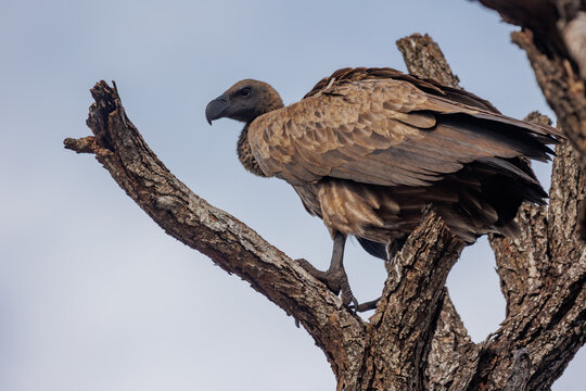 View of a large vulture perched on a stark, sun-bleached branch against a soft, cloudy sky, a study in contrasting textures and colors, Kruger Park, South Africa.
