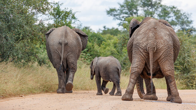 View of three elephants of varying sizes walking into the distance along a dirt road, with lush green vegetation on either side, Kruger Park, Mpumalanga, South Africa.