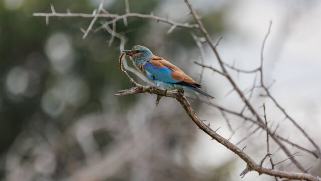 View of a turquoise bird with a worm perched on a thorny branch against a muted backdrop, Kruger Park, Mpumalanga, South Africa.