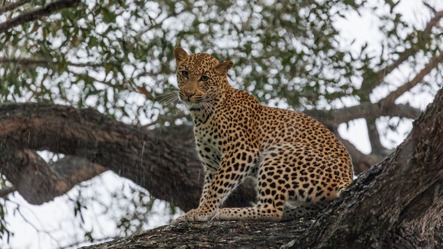 View of a leopard with spotted fur perched on a tree branch with a blurred background of green leaves and sky, Kruger Park, Mpumalanga, South Africa.