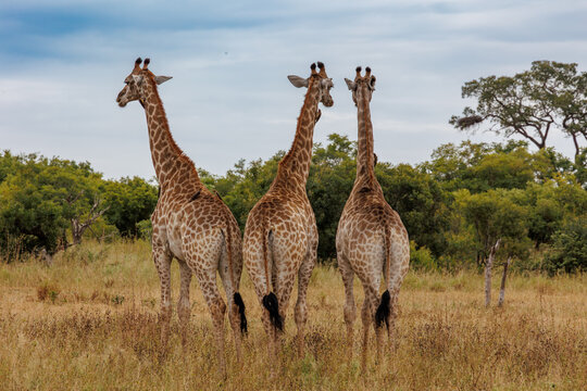 View of three giraffes standing tall in the golden grasslands, their patterned coats contrasting with the green trees, Kruger Park, Mpumalanga, South Africa.