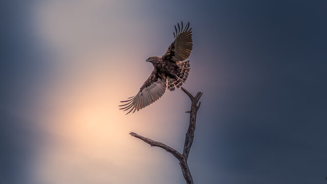 View of an eagle soaring with outstretched wings from a bare tree branch against a backdrop of a cloudy sky, Kruger Park, Mpumalanga, South Africa.