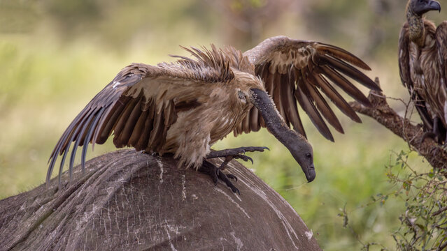 View of a vulture perched atop a deceased elephant, wings outstretched against a backdrop of blurred green foliage, Kruger Park, Mpumalanga, South Africa.
