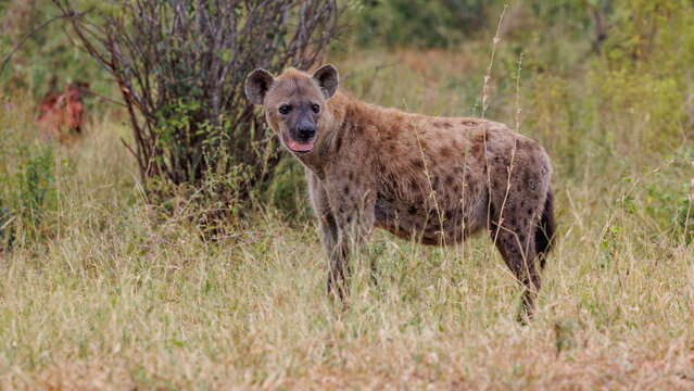 View of a spotted hyena standing alert in the tall grass, its fur blending with the dry landscape, Kruger Park, Mpumalanga, South Africa.