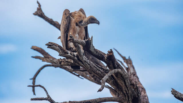 View of a majestic vulture perched atop a weathered, gnarled tree against a backdrop of the vast African sky, Kruger Park, Mpumalanga, South Africa.