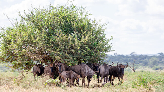 View of a group of wildebeest seeking shade under a lush, green tree against the vast, dry landscape of Kruger Park, Kruger Park, Mpumalanga, South Africa.