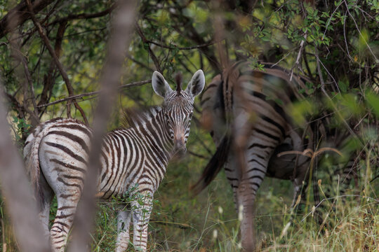 View of a young zebra staring intensely from the lush undergrowth as its parent stands guard in Kruger Park, Mpumalanga, South Africa.