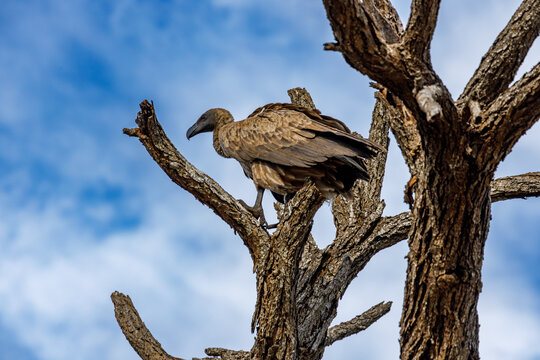 View of a vulture perched high on the weathered branches of a stark, leafless tree against a backdrop of a bright, partly cloudy sky, Kruger Park, Mpumalanga, South Africa.