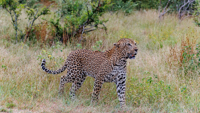 View of a leopard, its coat a tapestry of black rosettes against golden fur, stands alert amidst the tall, sun-kissed grasses, Kruger Park, South Africa.