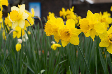 Obraz premium yellow daffodils in spring