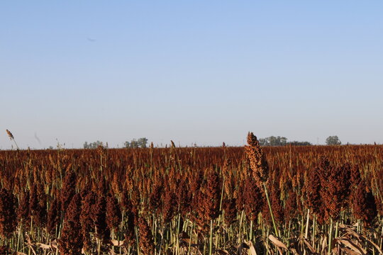 El sorgo (Sorghum bicolor) es un cereal de verano, alta resistencia a la sequ&iacute;a, calor y suelos pobres, es una planta monocotiled&oacute;nea libre de gluten y rico en nutrientes y con alto valor forrajero.  