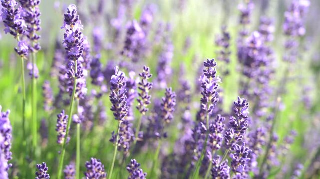 Close-up of blooming lavender flowers gently swaying in the breeze, purple field in sunlight with soft bokeh, relaxing countryside scene with birds singing and distant chicken sounds