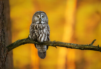 Fototapeta premium Great grey owl ( Strix nebulosa ) close up