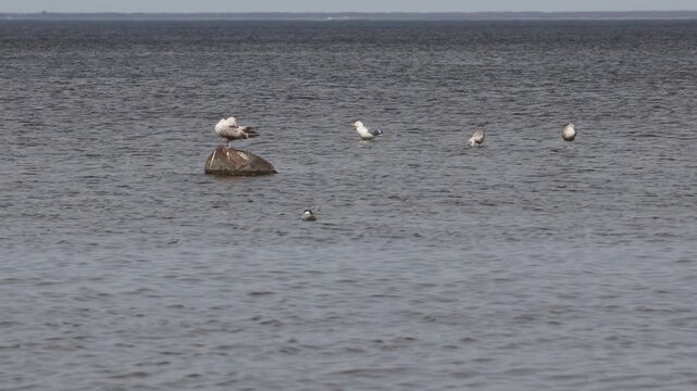 Several Seagulls Rest On A Rock And Swim Calmly On The Rippling Water Of A Lake Or Sea. Peaceful Scene With Seabirds.