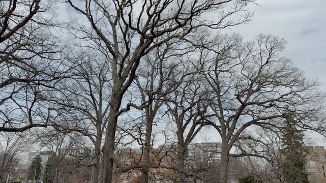 Michigan State University campus with leafless trees and walkway in winter