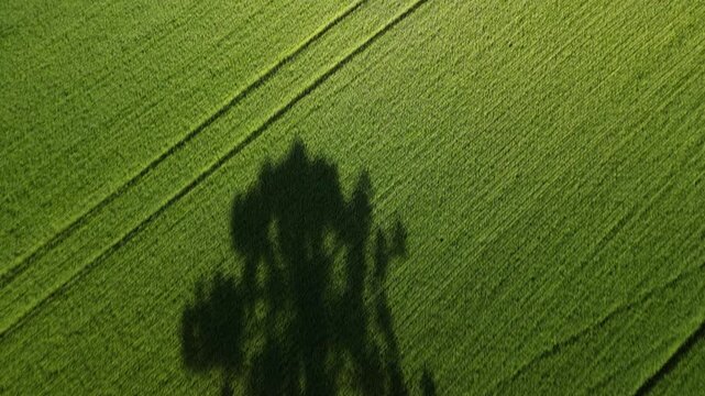 Lindo zenital de arauc�ria em meio a campos verdes de aveia. Pinheiro.