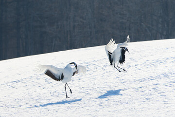 Obraz premium 二羽の鶴