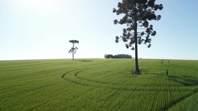 Campo de aveia com lindas arauc�rias num dia lindo de c�u azul. Pinheiros.