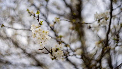 Close-up of white blossoms on a tree branch during spring, with shallow depth of field and swirly bokeh background - freshness, nature, and seasonal renewal concept