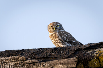 Fototapeta premium Little owl ( Athene noctua ) close up