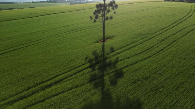 Incr�vel paisagem de campos verdes com lindas arauc�rias e c�u azul. Pinheiros.