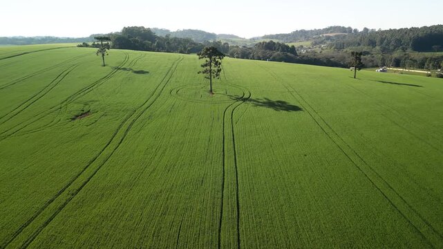Incr�vel paisagem de campos verdes com lindas arauc�rias e c�u azul.