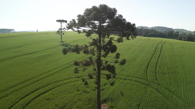 Arauc�rias em meio a campo verde de aveia. Pinheiros.
