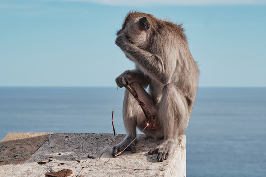 A monkey sits on a stone ledge at Uluwatu Temple in Bali. It holds a pair of sunglasses and looks confused about the situation. Tourists walk nearby, watching