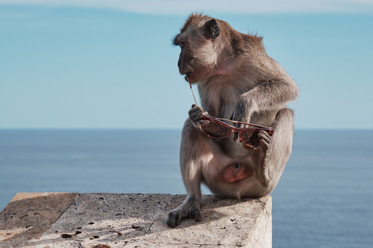 A monkey at Uluwatu Temple in Bali plays with stolen sunglasses. The animal sits on a ledge, focused on the glasses while overlooking the ocean. Visitors may find the scene amusing