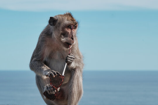 A monkey at Uluwatu temple in Bali takes someone's sunglasses. The monkey holds the sunglasses and plays with them while enjoying a sunny day by the ocean